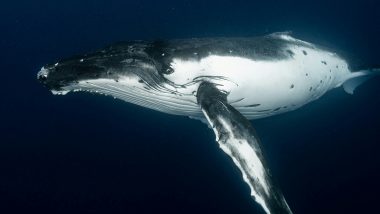 Humpback Whales Caught Having Sex: First-Ever Sighting of Whales Indulging in Sexual Activities - And They Were Both Male